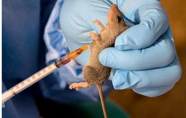 Lassa Fever: Nigeria Reports 54 New Cases and 10 Deaths in One Week