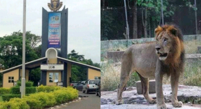 OAU to Immortalise Veterinary Technologist Killed by Lion