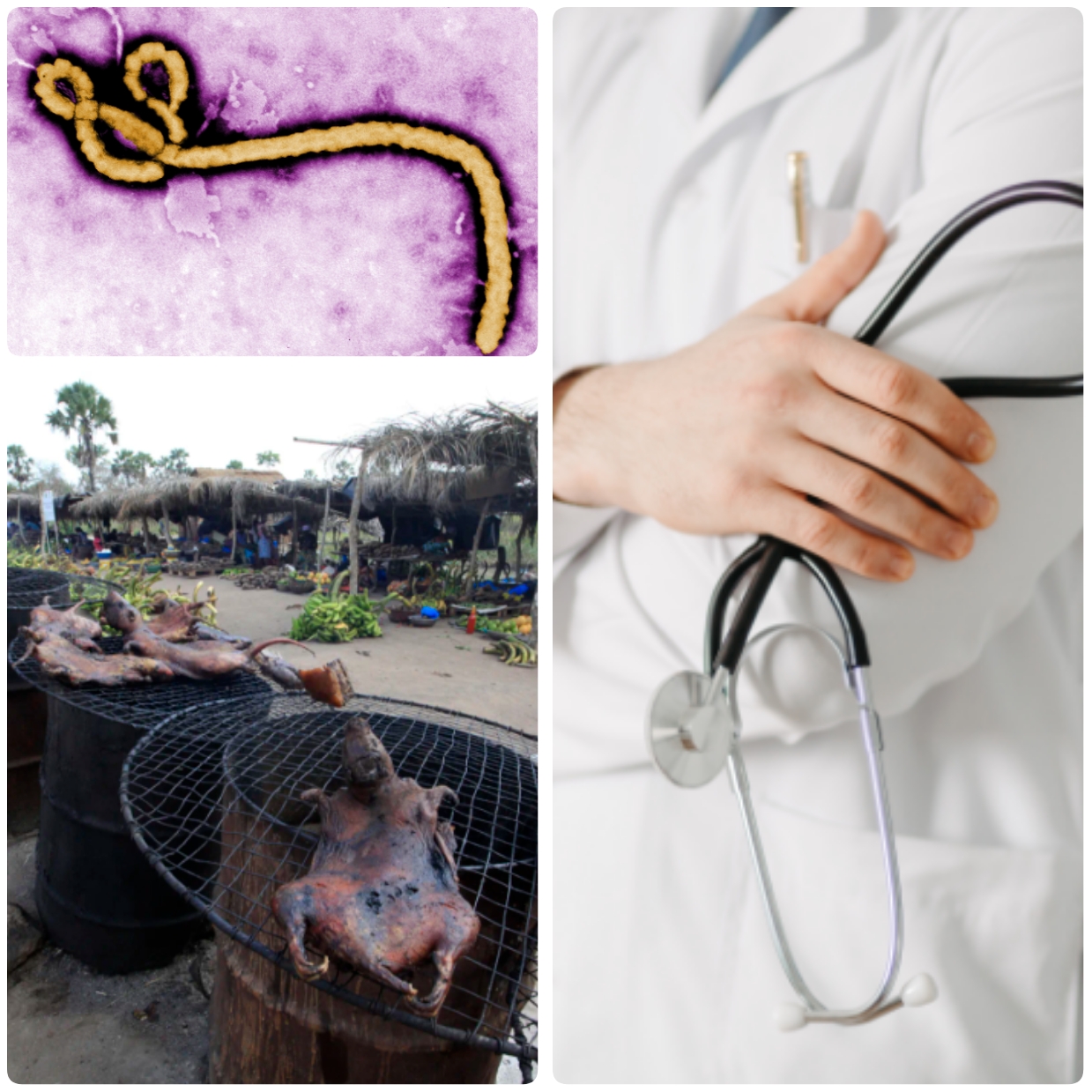 Ebola Scare: Nigerians Urged to Shun Bush Meat as Health Experts Raise Alarm Ebola Scare: Nigerians Urged to Shun Bush Meat as Health Experts Raise Alarm