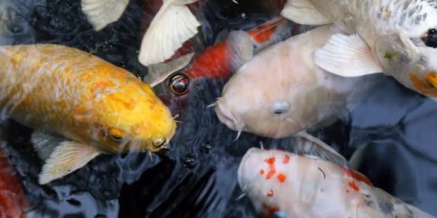 Koi Herpesvirus Outbreak Detected at UK Fish Facility as Authorities Impose Movement Restrictions